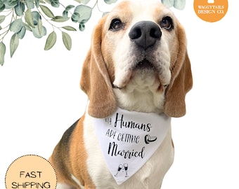 May include: A white dog bandana with black text that reads "My Humans Are Getting Married" with a champagne glass icon. The bandana is tied around the neck of a brown and white beagle dog.