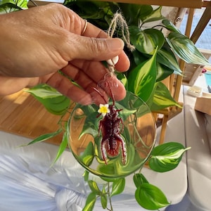 Aloha cockroach plumeria  ornament- Hawaii Christmas decoration- Tropical holiday funny joke prank gag gift