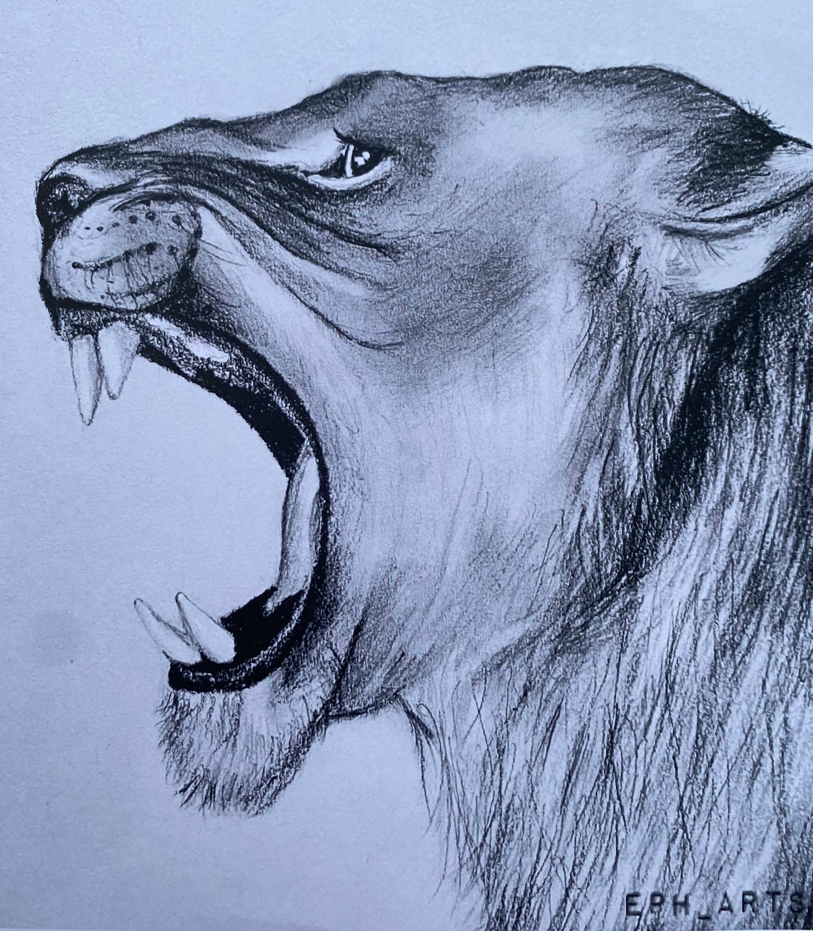 Lion and Lioness Graphite Pencil Sketch - Etsy