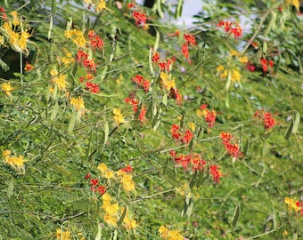 Red and Yellow MIXED Pride of Barbados, Dwarf Poinciana, Peacock Flower, Mexican Bird of Paradise, Caesalpinia pulcherrima (15+ Seeds) USA