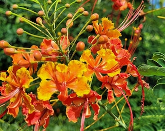 Pride of Barbados, Dwarf Poinciana, Peacock Flower, Mexican Bird of Paradise, Caesalpinia pulcherrima, Flowering bush (10 Seeds) USA