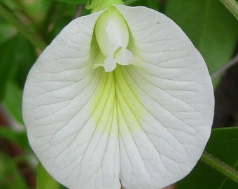 Butterfly Pea Vine: Single White blooms, Clitoria ternatea ''Alba'', Aparajita (12+ Seeds) From USA