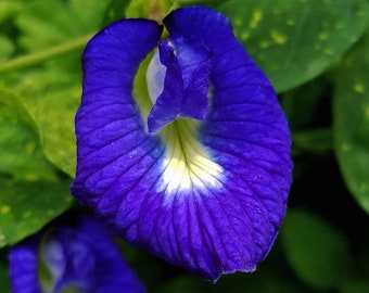 Butterfly Pea Vine Seeds: Rich Royal Blue, Clitoria ternatea, bunga telang, Edible/Tea/Decorative, Butterfly Garden/Host Plant 20+ Seeds USA