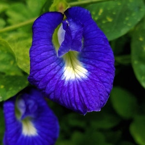 Butterfly Pea Vine Seeds: Rich Royal Blue, Clitoria ternatea, bunga telang, Edible/Tea/Decorative, Butterfly Garden/Host Plant 20+ Seeds USA