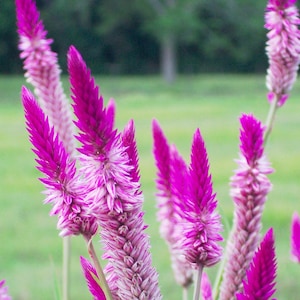 Celosia Flamingo Feather, Pink Plume spikes. Tall plants, vibrant color. Celosia spicata.Full Sun! Easy to grow heat lover. (100+ Seeds) USA