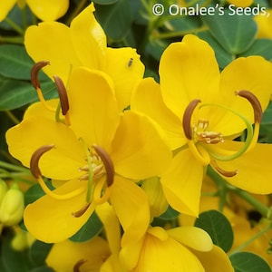 Christmas Senna, Winter Cassia Bush, Cassia bicapsularis Senna pendula Fall/Winter flowering bush. Butterfly host plant. 12 Seeds USA image 1