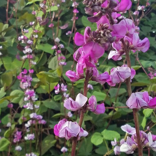 Purple Hyacinth Bean Vine Seeds – Fast Growing Flowering Vine, Easy To Grow, Full Sun