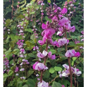 Hyacinth Bean Vine Seeds: Purple, Lablab purpureus, Dolichos lablab Annual Vine (10+ Seeds) From USA