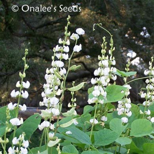 Hyacinth Bean Vine Seeds: White Dolichos Lablab Alba, Lablab Purpureus. Heirloom (10+ Seeds) From USA