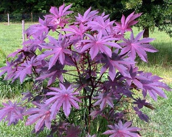 Castor Bean -Deep Purple- New Zealand Purple, Tropical Look, Fast Growing - Ricinus Communis, (16+ Seeds) Grown in and Shipped from USA!