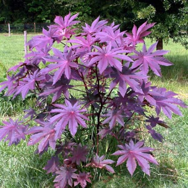 Castor Bean -Deep Purple- New Zealand Purple, Tropical Look, Fast Growing - Ricinus Communis, (16+ Seeds) Grown in and Shipped from USA!