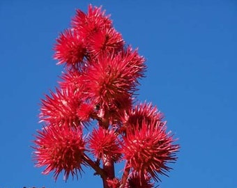 Red Castor Bean Seeds - Tropical Look, Fast Grower! Use as temporary hedge/screen. Colorful seedpods.  (Ricinus communis) (16+ Seeds) USA