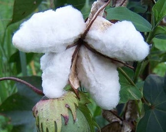 15+ Cotton Images Plant