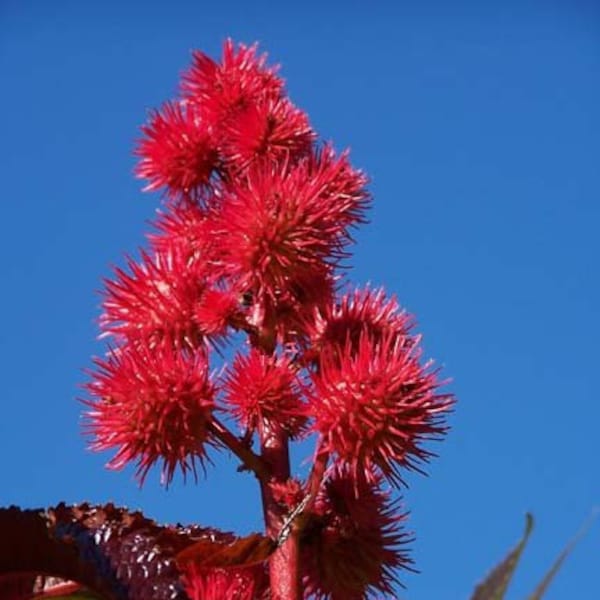 Red Castor Bean Seeds - Tropical Look, Fast Grower! Use as temporary hedge/screen. Colorful seedpods.  (Ricinus communis) (16+ Seeds) USA