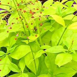 Jewels of Opar ''Limon'', Limon Talinum Talinum Paniculatum Lime green foliage, small pink flowers 24 Seeds From USA image 1