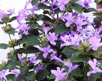 Violeta filipina Barleria cristata, arbusto duro, caída en flor, flores de lavanda. (10+ Semillas) Desde EE.UU.