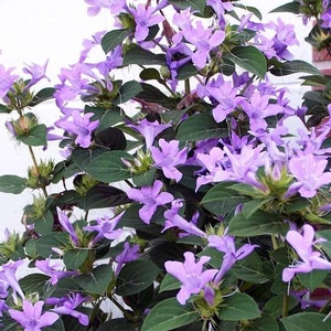 Philippine Violet Barleria cristata, Hardy shrub, fall blooming, lavender blooms. 10 Seeds From USA image 1