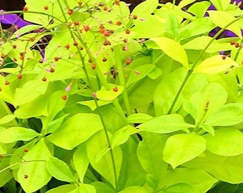 Jewels of Opar ''Limon'', Limon Talinum (Talinum Paniculatum) Lime green foliage, small pink flowers (24+ Seeds) From USA