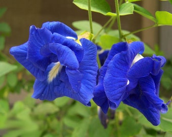 Butterfly Pea Vine Seeds: Rich Double Blue, (Clitoria ternatea, bunga telang) Edible & Decorative, Butterfly Garden/Host Plant (10+ Seeds)