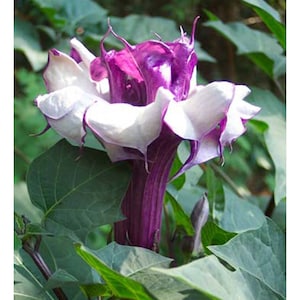 Double Purple Devil's Trumpet / Angel's Trumpet, Datura Metel, Fragrant Bush. Sun lover, Drought Tolerant. (24+ Seeds) From USA