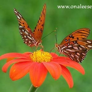 Torch Orange Mexican Sunflower seeds / Thitonia rotundifolia / Butterfly Garden! Full Sun. Fast hedge, Butterflies love it! (24+ Seeds) USA
