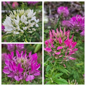 Pink, Rose & Violet Queen Cleome, Cleome hasslerana, Spider Flower Seed Mix (50+ Seeds) From USA