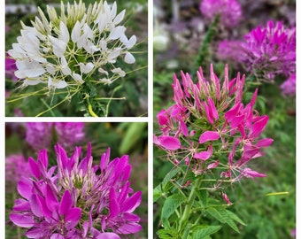 Pink, Rose & Violet Queen Cleome, Cleome hasslerana, Spider Flower Seed Mix (50+ Seeds) From USA