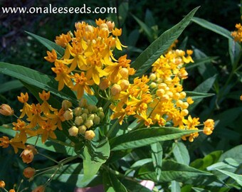 Yellow / Orange / Silky Gold Butterfly Milkweed Seeds, Asclepias Curassavica,  Monarch caterpillar Host plant (24+ Seeds) From USA.