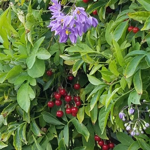 St. Vincent's Lila AKA: Jazmín italiano, Vid de patata Solanum seaforthianum 24 Seeds De EE.UU. imagen 2