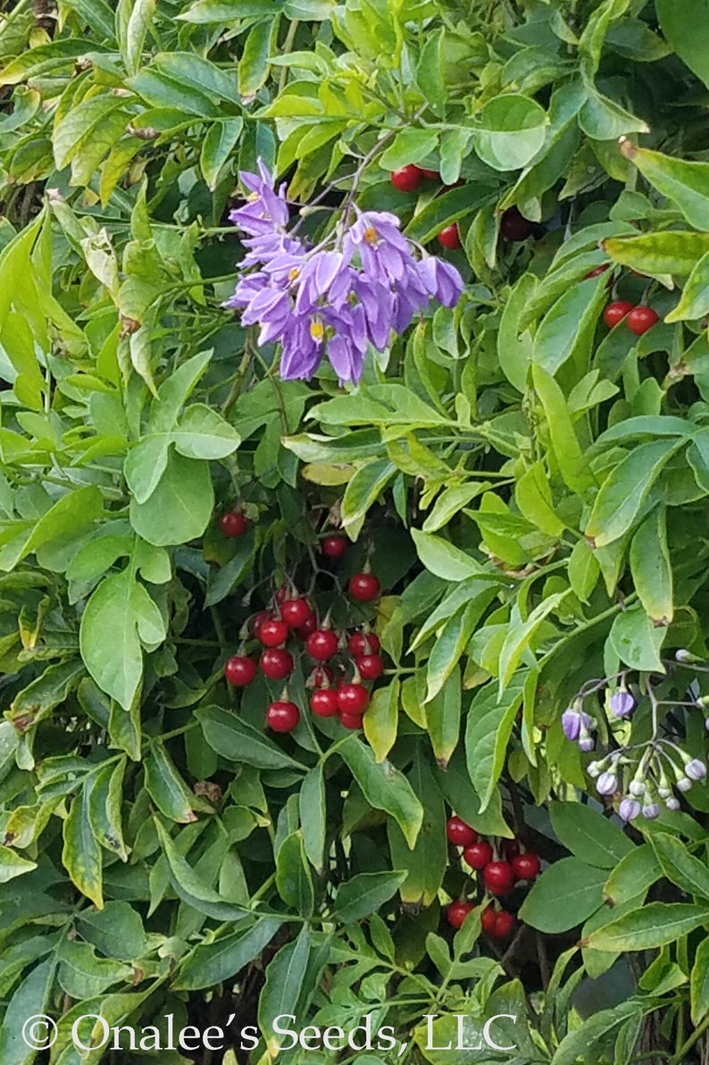 St. Vincent's Lilac AKA: Italian Jasmine, Potato Vine Solanum seaforthianum 24 Seeds From USA image 2