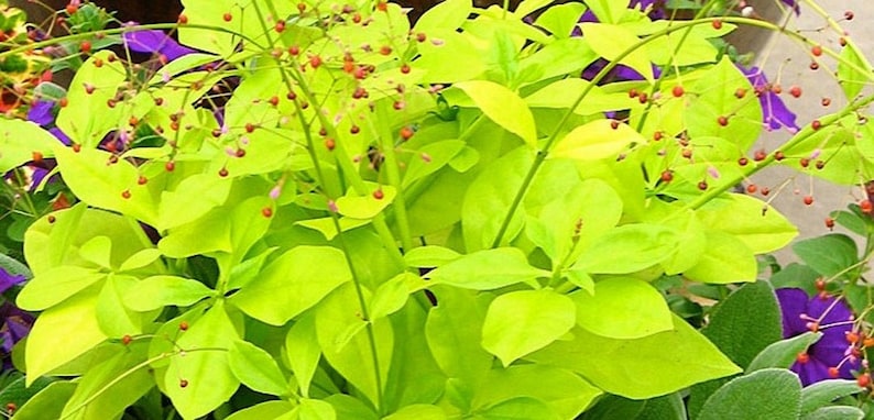 Jewels of Opar ''Limon'', Limon Talinum Talinum Paniculatum Lime green foliage, small pink flowers 24 Seeds From USA image 1