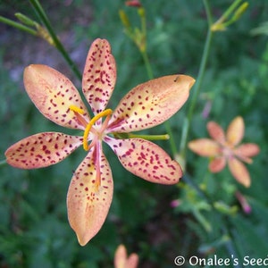 Blackberry Lily Iris Seeds Perennial, Orange Leopard Lily, Belamcanda chinensis (12+ Seeds) From USA.