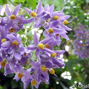 St. Vincent's Lilac AKA: Italian Jasmine, Potato Vine Solanum seaforthianum 24 Seeds From USA image 4