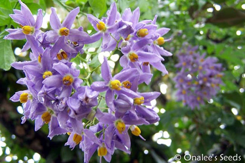 St. Vincent's Lila AKA: Jazmín italiano, Vid de patata Solanum seaforthianum 24 Seeds De EE.UU. imagen 4