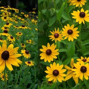 Black-Eyed Susan (Suzy),  Rudbeckia hirta, Seeds Easy to grow wildflower. Bright, sunny color.  ( 1/2 teaspoon, approx 500+ Seeds ) From USA