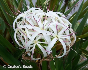 Crinum Lily Seeds: White Giant/Grand Spider Lily, Crinum asiaticum (6 Seeds) Must be planted immediately upon arrival. From USA