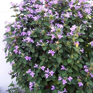 Philippine Violet Barleria cristata, Hardy shrub, fall blooming, lavender blooms. 10 Seeds From USA image 2