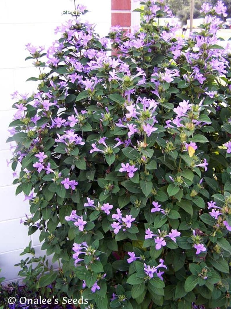 Philippine Violet Barleria cristata, Hardy shrub, fall blooming, lavender blooms. 10 Seeds From USA image 2