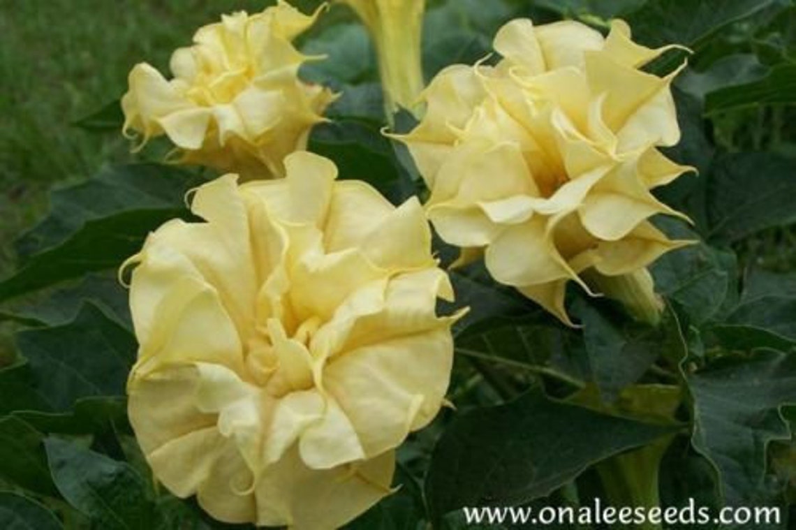 Triple Yellow Devil's Trumpet / Angel's Trumpet Etsy