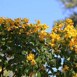 Christmas Senna, Winter Cassia Bush, Cassia bicapsularis Senna pendula Fall/Winter flowering bush. Butterfly host plant. 12 Seeds USA image 3