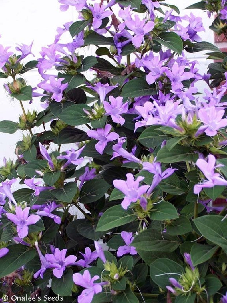 Philippine Violet Barleria cristata, Hardy shrub, fall blooming, lavender blooms. 10 Seeds From USA image 1