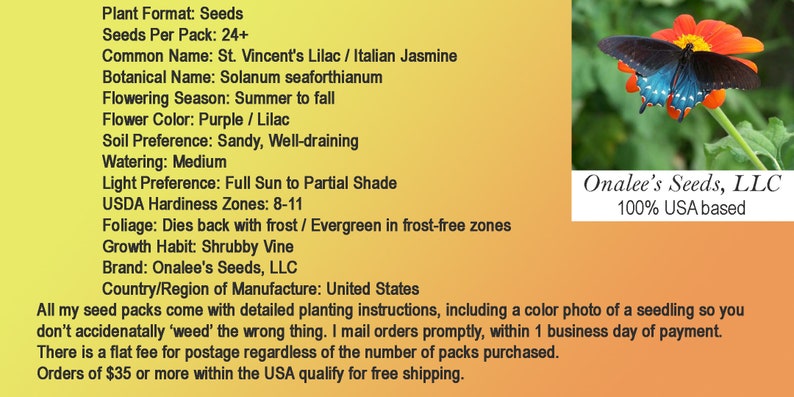 St. Vincent's Lila AKA: Jazmín italiano, Vid de patata Solanum seaforthianum 24 Seeds De EE.UU. imagen 8