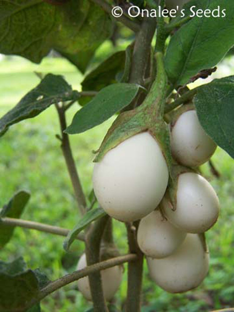 24 Ornamental/wonder Egg Plant/easter Egg Plant Seeds Full Etsy