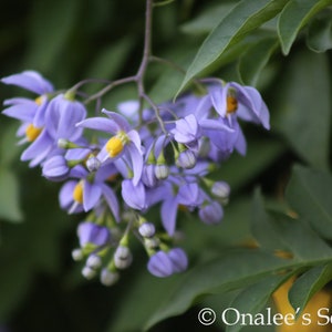 St. Vincent's Lilac AKA: Italian Jasmine, Potato Vine Solanum seaforthianum 24 Seeds From USA image 7
