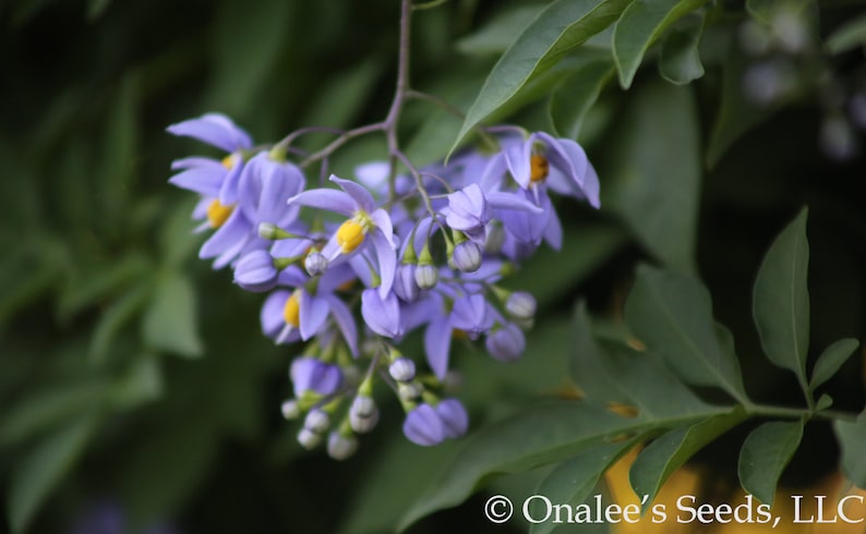 St. Vincent's Lila AKA: Jazmín italiano, Vid de patata Solanum seaforthianum 24 Seeds De EE.UU. imagen 7