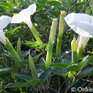 Datura, Moonflower, White Devil&#39;s Trumpet, Angel Trumpet, Unusual, Beautiful and Fragrant Bush. Night blooming. (24+ Seeds) from USA!