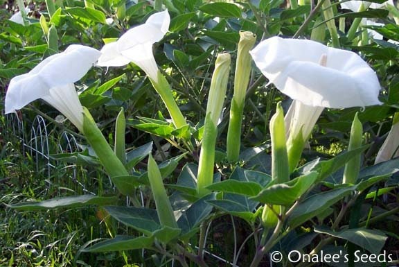 thumbnail image 2 of Datura Inoxia Angels Trumpet Seeds – 30 Ultra-White Flowers From Brooklyn Botanical Garden Club 2 of 3