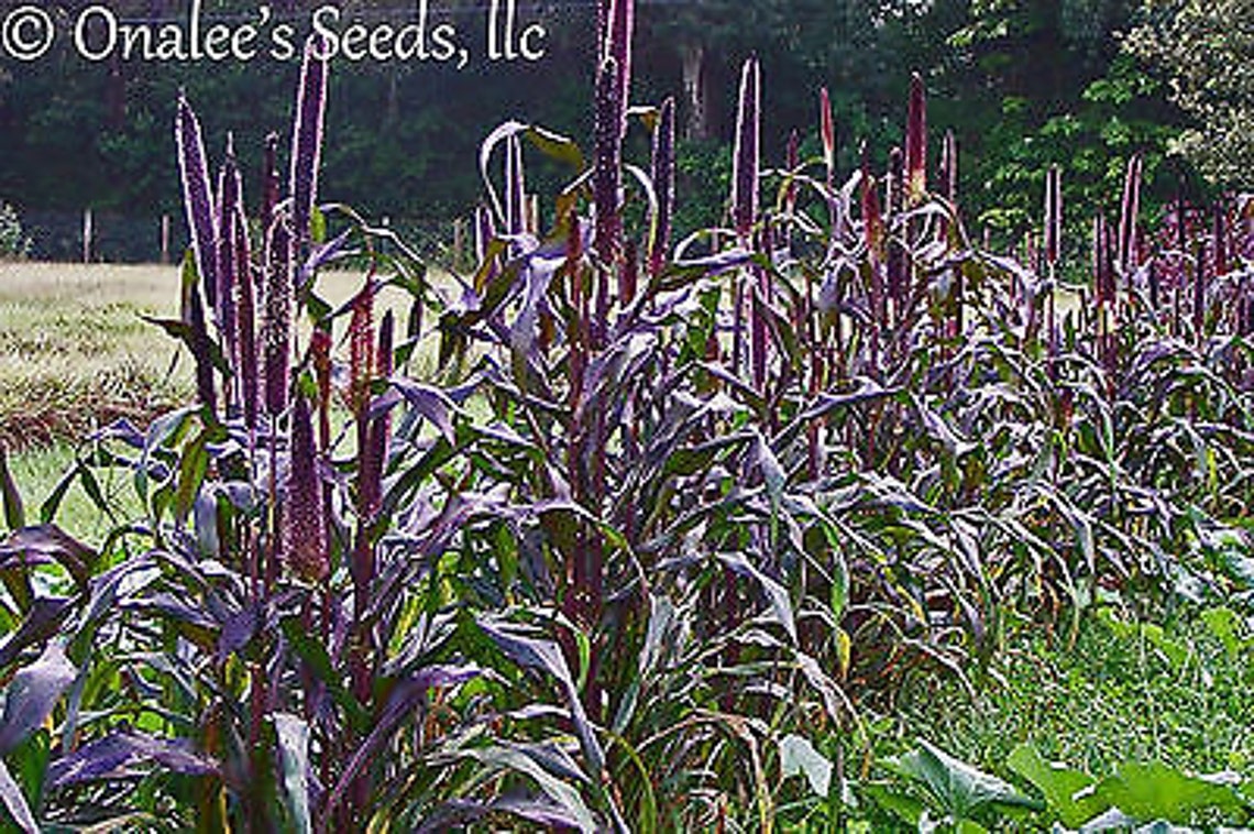 50 Purple Majesty Millet black Ornamental Grass Birds Full Etsy