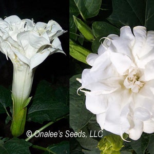 Triple White Devil&#39;s Trumpet, Datura metel , Fragrant flowers, showy triple blooms, (24+ Seeds) From USA