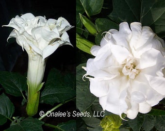 Triple Trompeta blanca del diablo, Datura metel, Flores fragantes, vistosas flores triples, (24+ Semillas) De EE.UU.